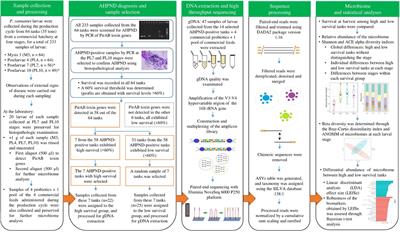 Microbiome of Penaeus vannamei Larvae and Potential Biomarkers Associated With High and Low Survival in Shrimp Hatchery Tanks Affected by Acute Hepatopancreatic Necrosis Disease